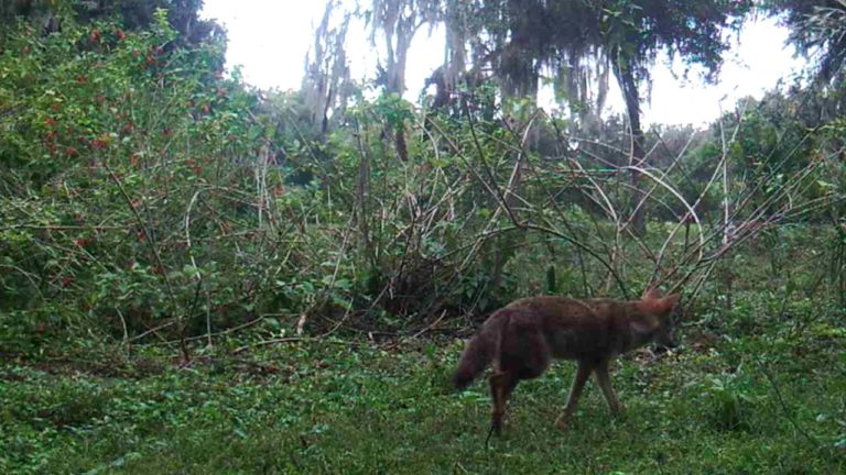 Black coyote surrounded by foliage.